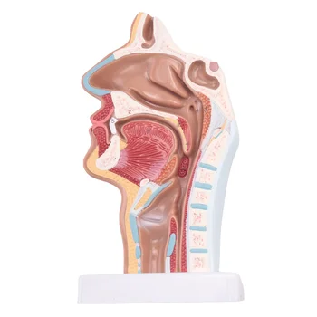Lidské Anatomické Nosní Dutiny, Krku Anatomie Model Pro Vědu Třídě Studie Zobrazení Výuky Model