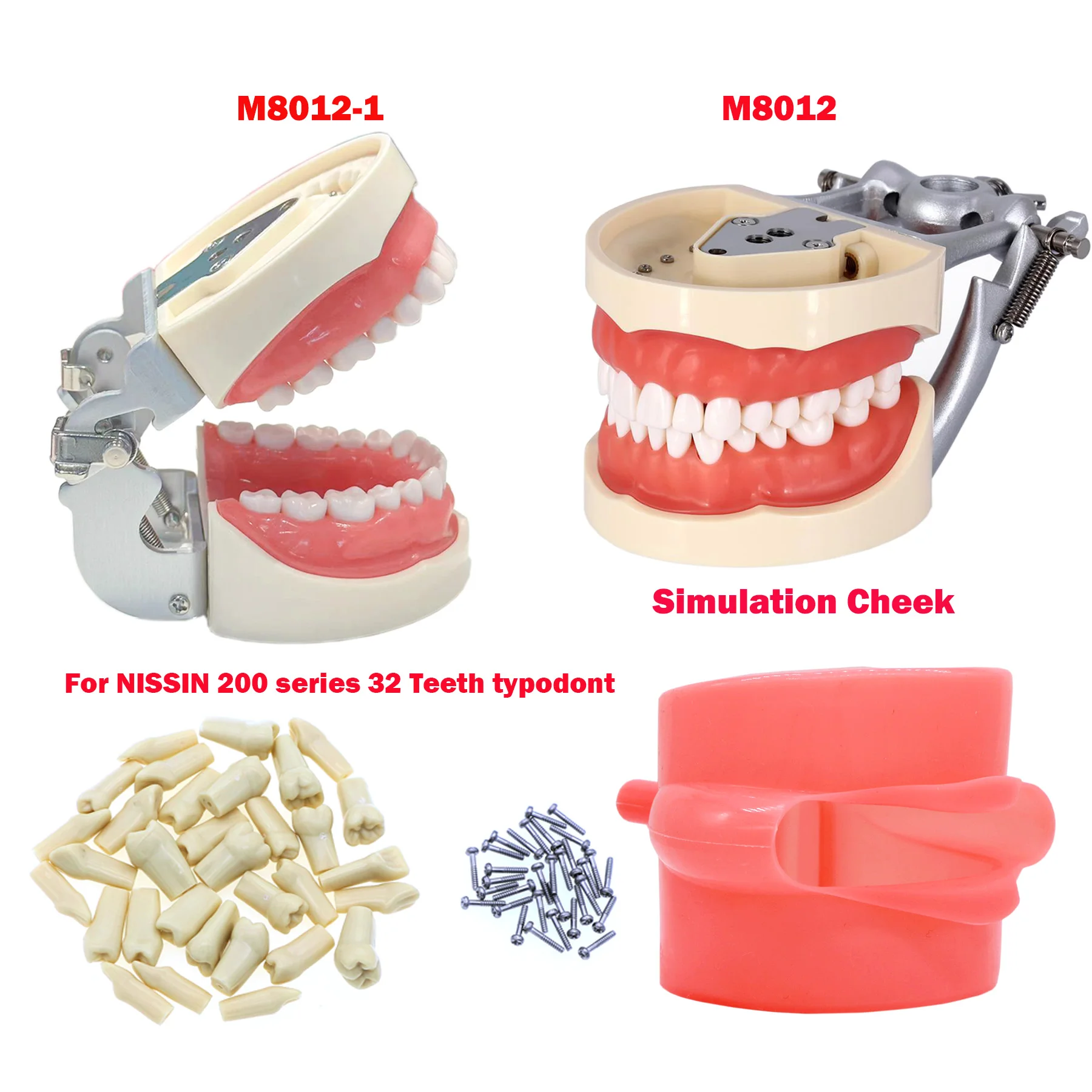 Zubní Zuby Model Šroub v Náhradní Zuby Kompatibilní NISSIN 200 Typ dentální učení modelu Školení Demo Pryskyřice Materiál - 0