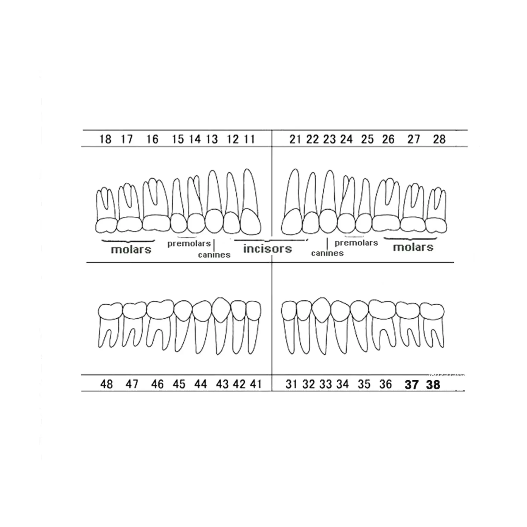 Zubní Zuby Model Šroub v Náhradní Zuby Kompatibilní NISSIN 200 Typ dentální učení modelu Školení Demo Pryskyřice Materiál - 1