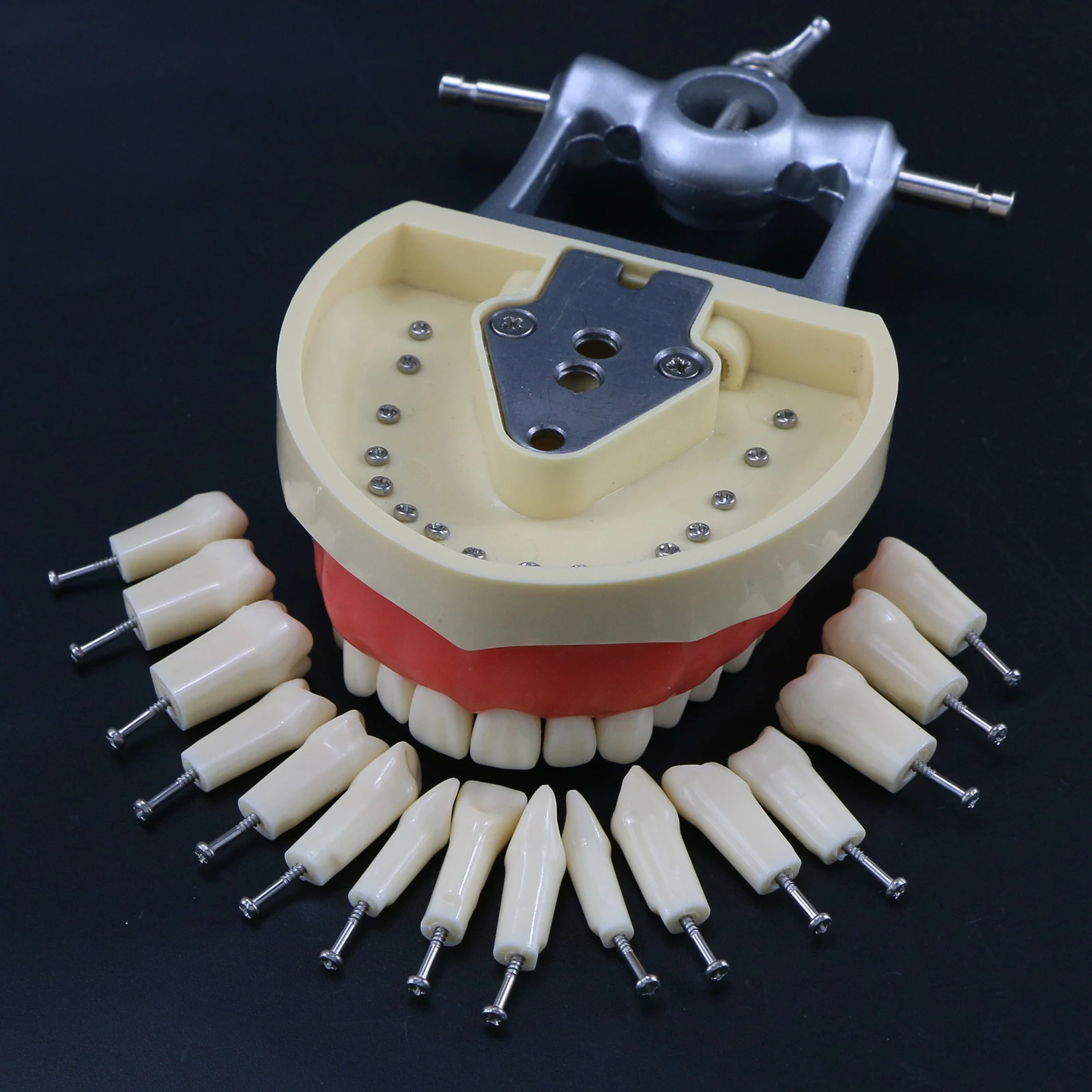 Zubní Zuby Model Šroub v Náhradní Zuby Kompatibilní NISSIN 200 Typ dentální učení modelu Školení Demo Pryskyřice Materiál - 5